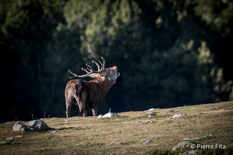 Grand cerf, massif du carlit,  oct 2017____.jpg